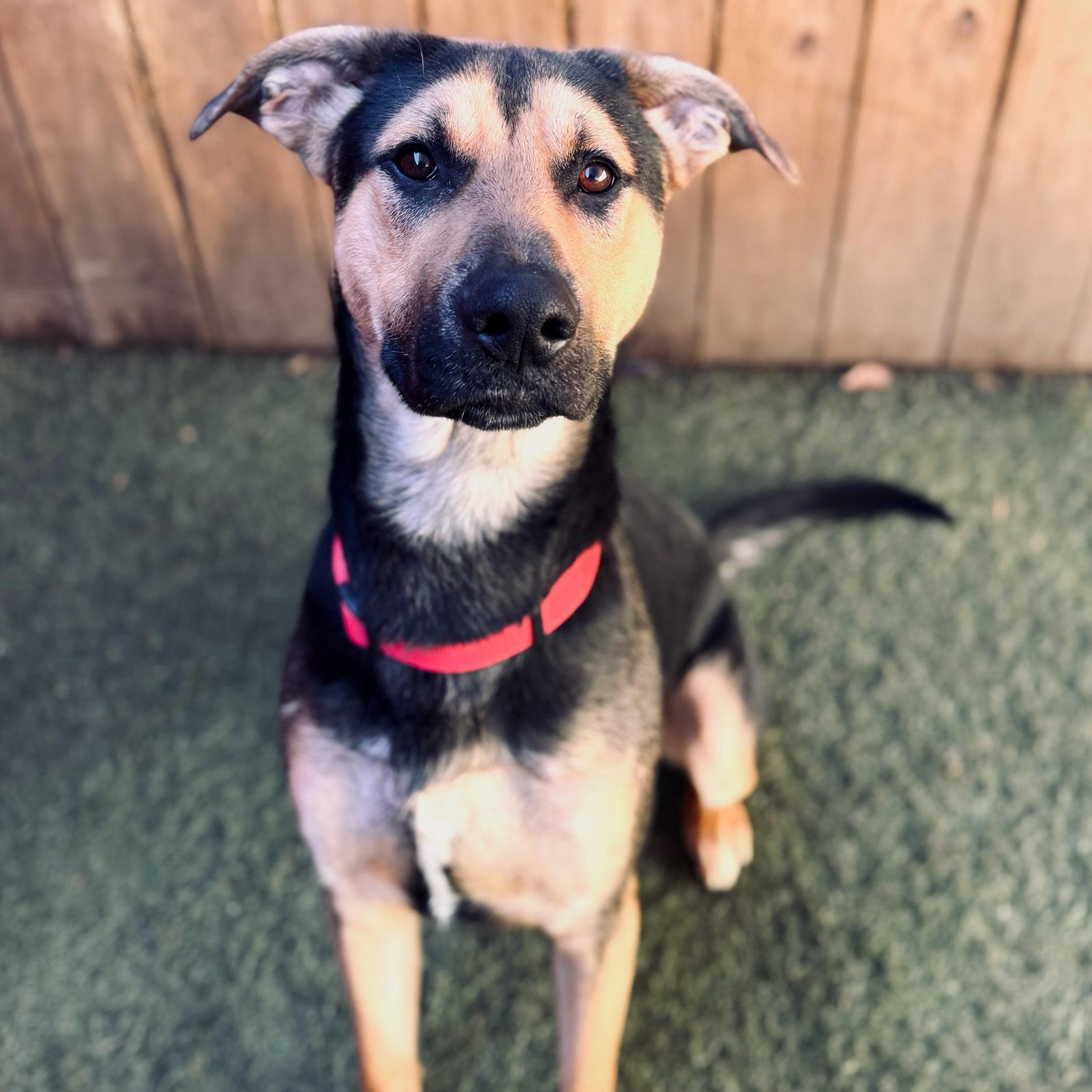 Enlarge Alvin, a Adopted mixed breed in Hamilton, GA image 5/6