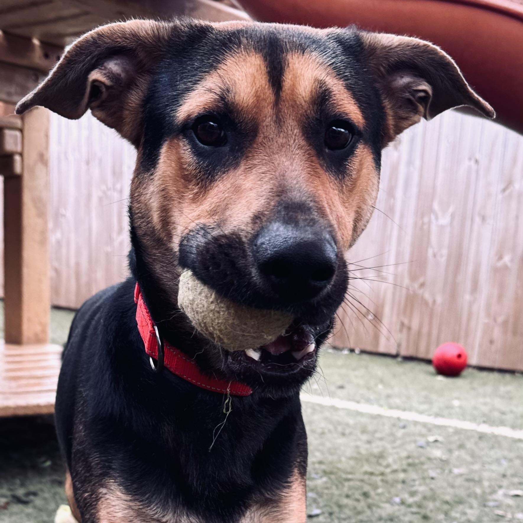 Alvin, Adopted, Young Male Shepherd & Mixed Breed.