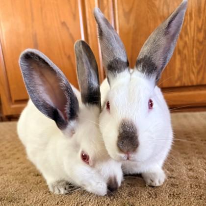 Lyric (Bonded), Adoptable, Adult Female Californian & Bunny Rabbit.