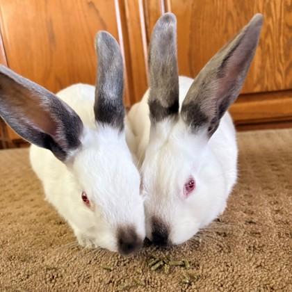 Enlarge Lyric (Bonded), a Adoptable mixed breed in Wheaton, IL image 2/3