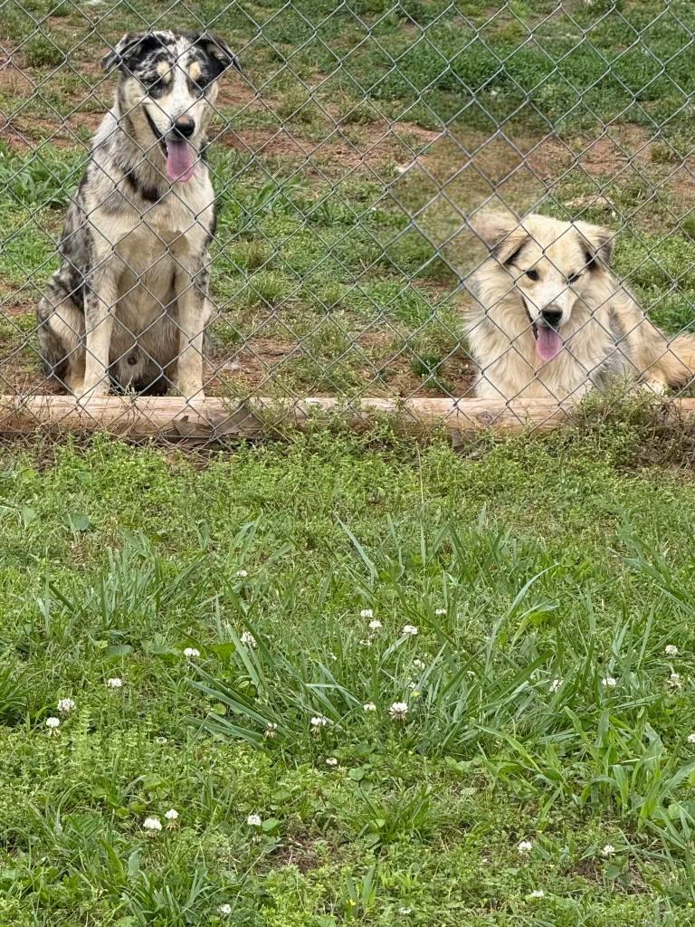 Enlarge Major, a ADOPTABLE mixed breed in Melbourne, AR image 1/1