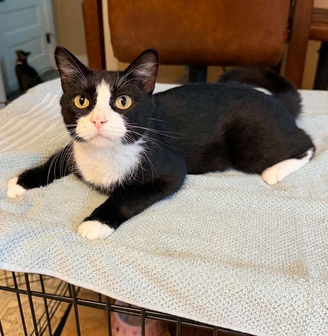 Julie, ADOPTABLE, Young Female Domestic Short Hair.