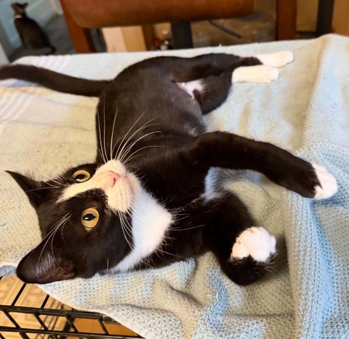 Enlarge Julie, a ADOPTABLE Domestic Short Hair in Waxahachie, TX image 2/2