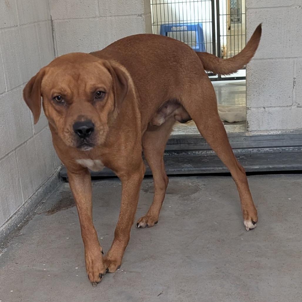 9- Buddy, a Adoptable mixed breed in Buchanan Dam, TX image 1/2
