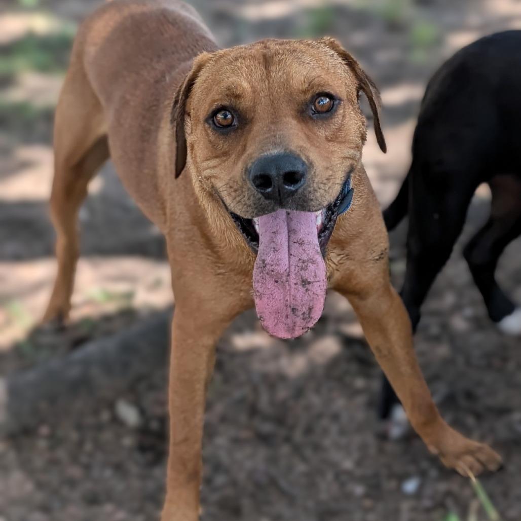 9- Buddy, a Adoptable mixed breed in Buchanan Dam, TX image 2/3