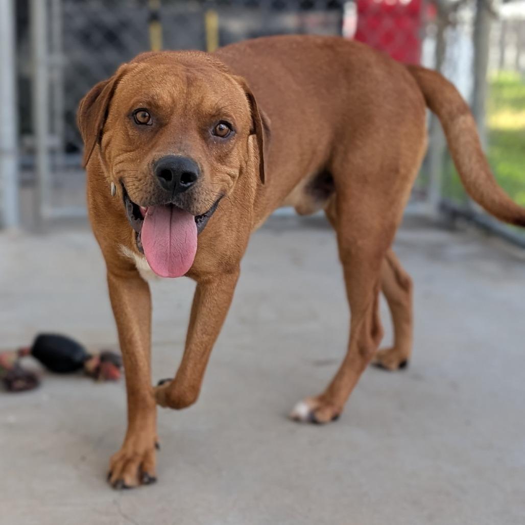 9- Buddy, a Adoptable mixed breed in Buchanan Dam, TX image 2/2