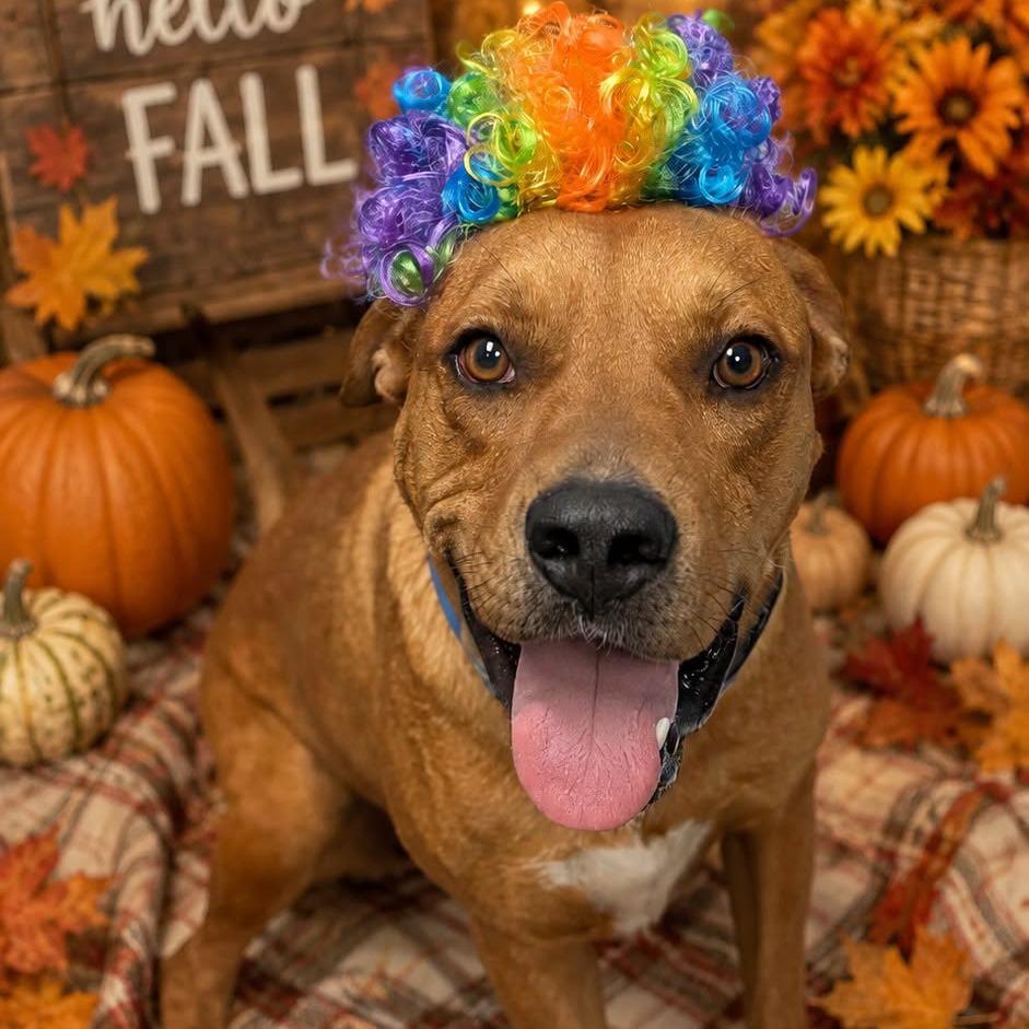 9- Buddy, a Adoptable mixed breed in Buchanan Dam, TX image 4/4