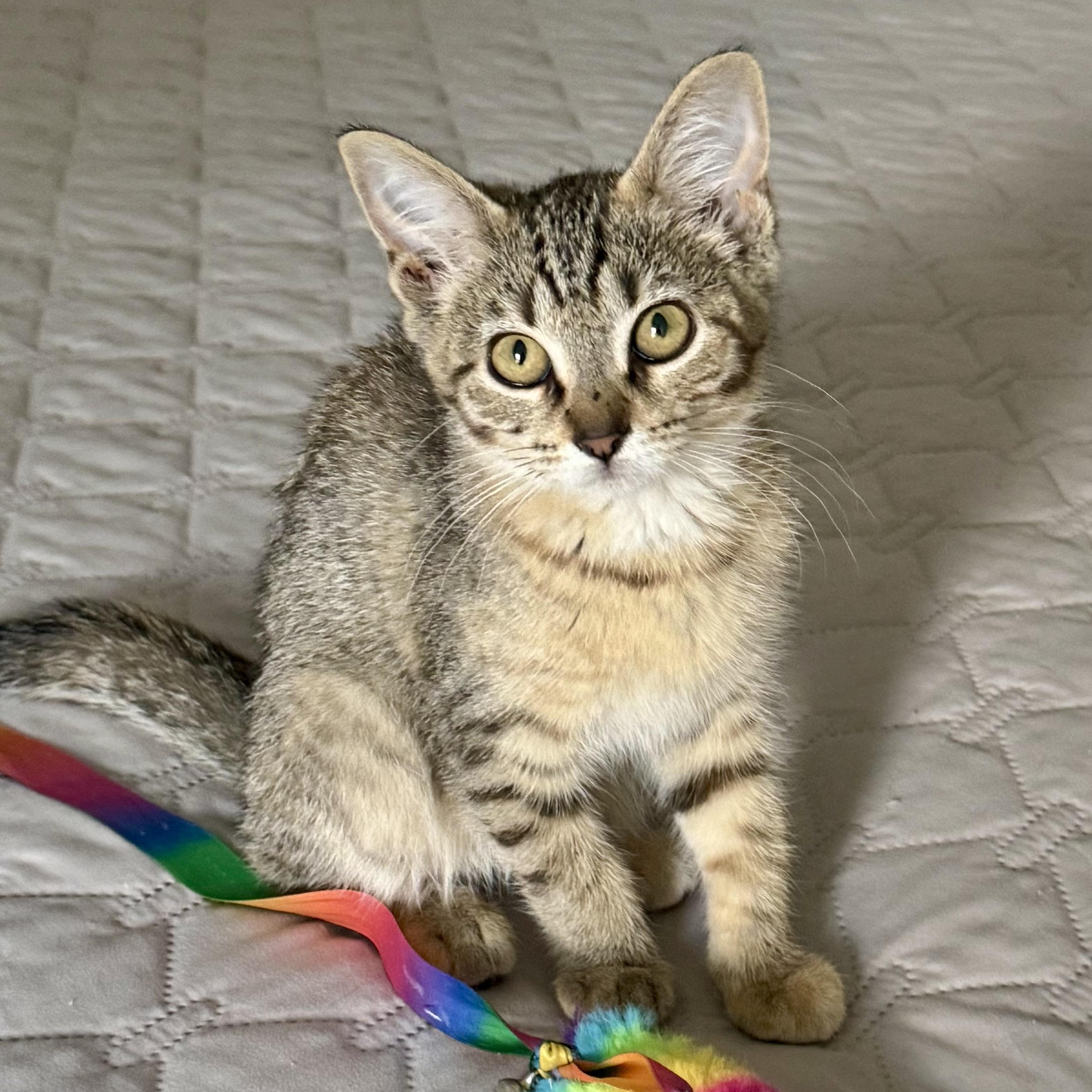 Enlarge Faero, a ADOPTABLE Tabby in Memphis, TN image 1/5