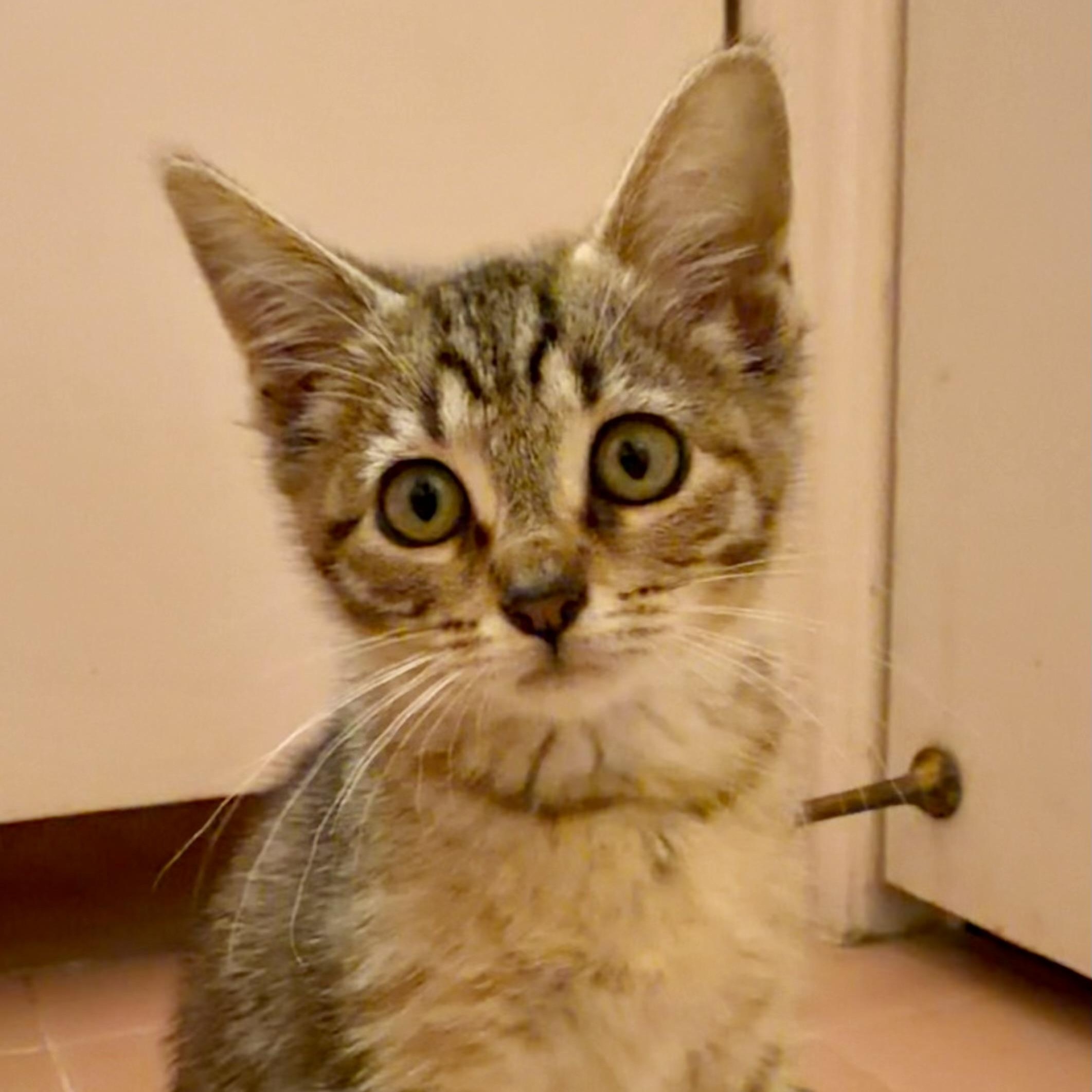 Enlarge Faero, a ADOPTABLE Tabby in Memphis, TN image 4/5