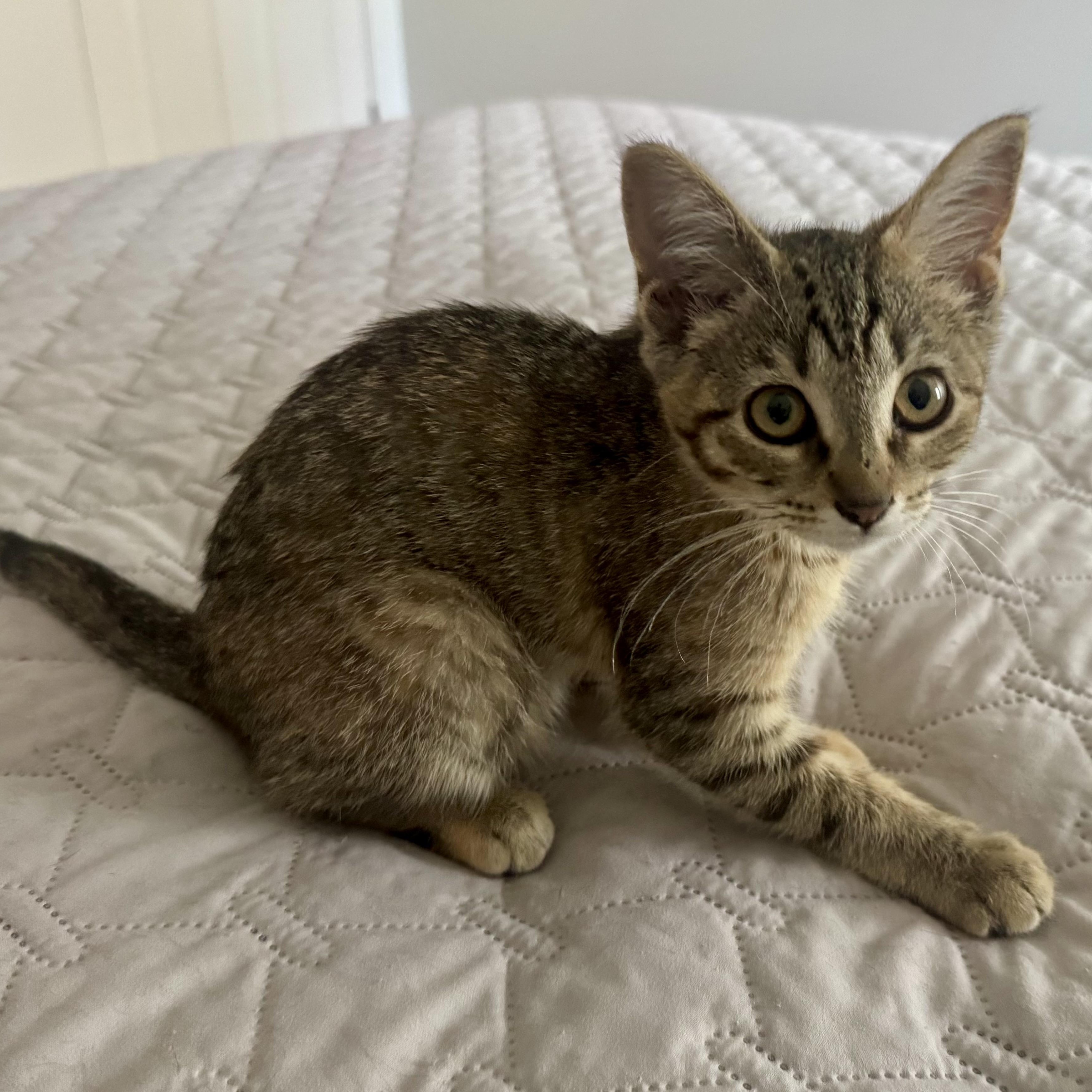 Enlarge Faero, a ADOPTABLE Tabby in Memphis, TN image 2/5