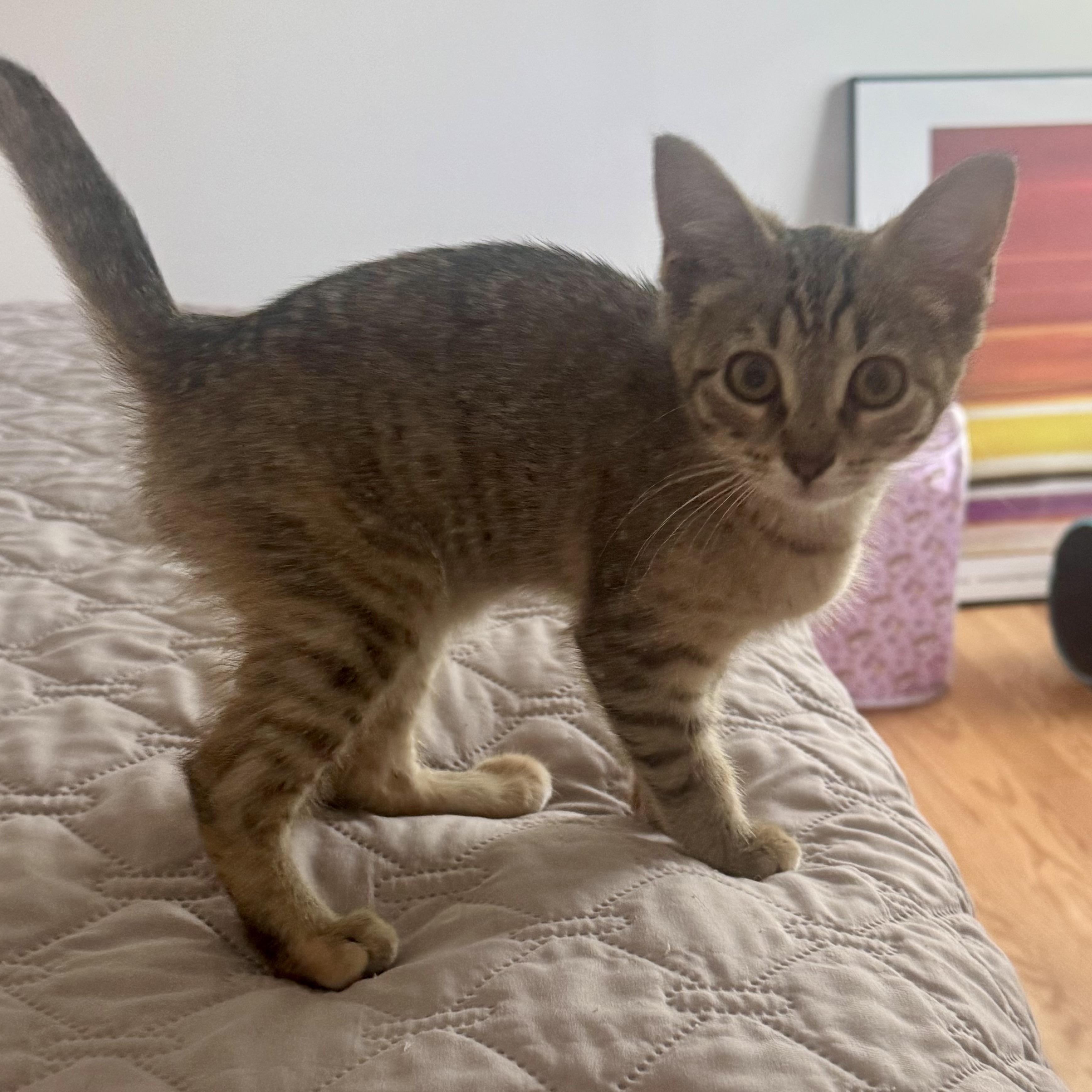 Enlarge Faero, a ADOPTABLE Tabby in Memphis, TN image 3/5