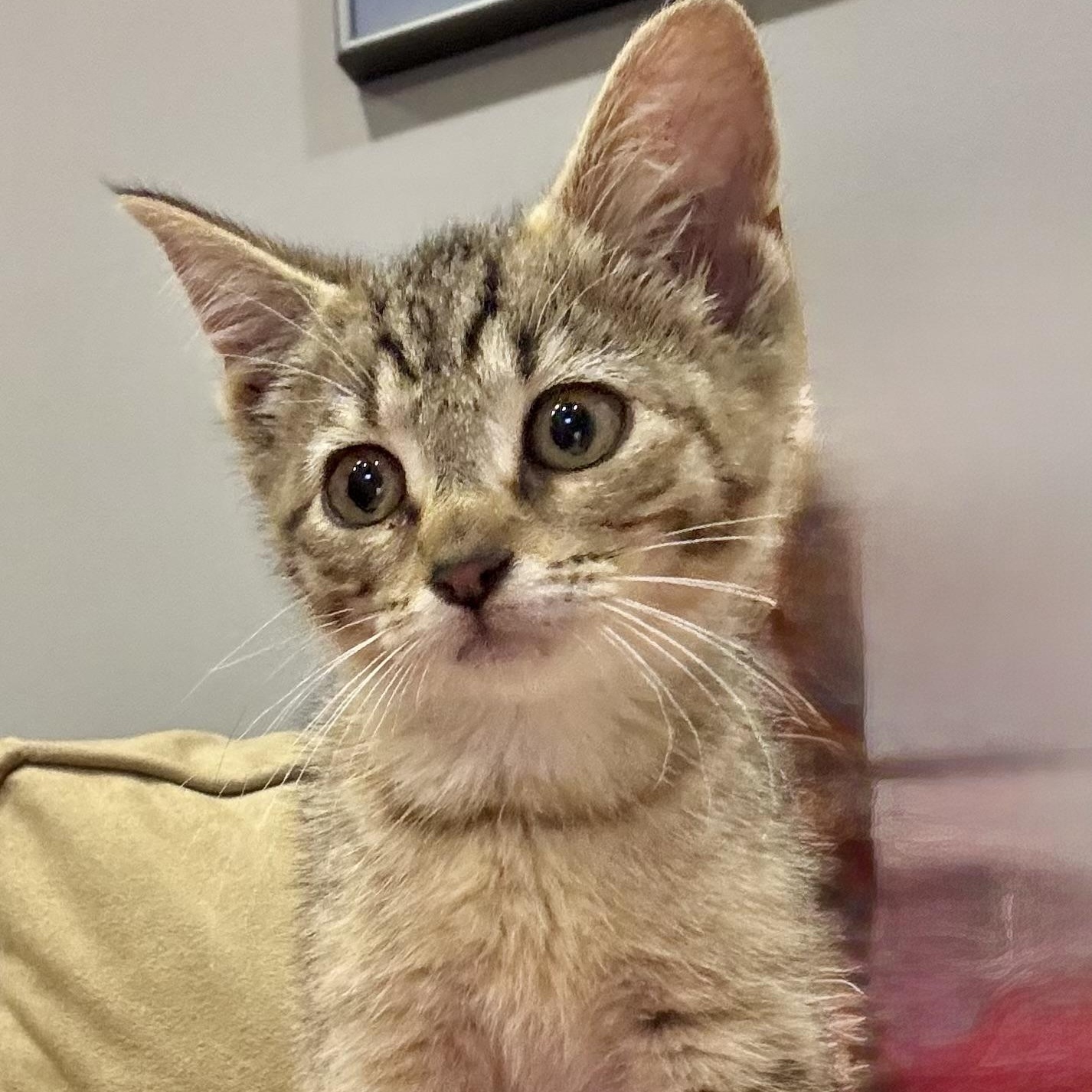 Enlarge Faero, a ADOPTABLE Tabby in Memphis, TN image 5/5