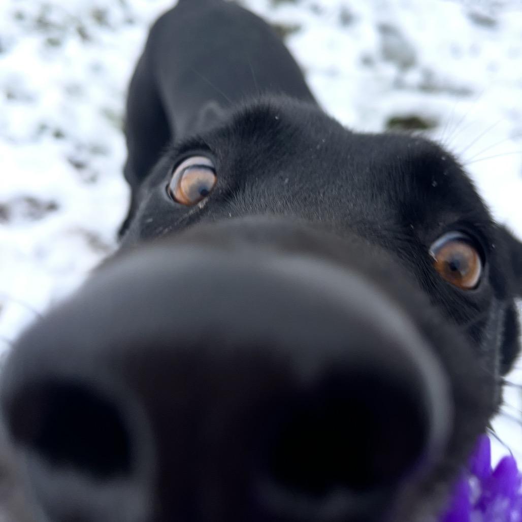 Enlarge Sherman, a Adoptable Mixed Breed in Spokane, WA image 2/6