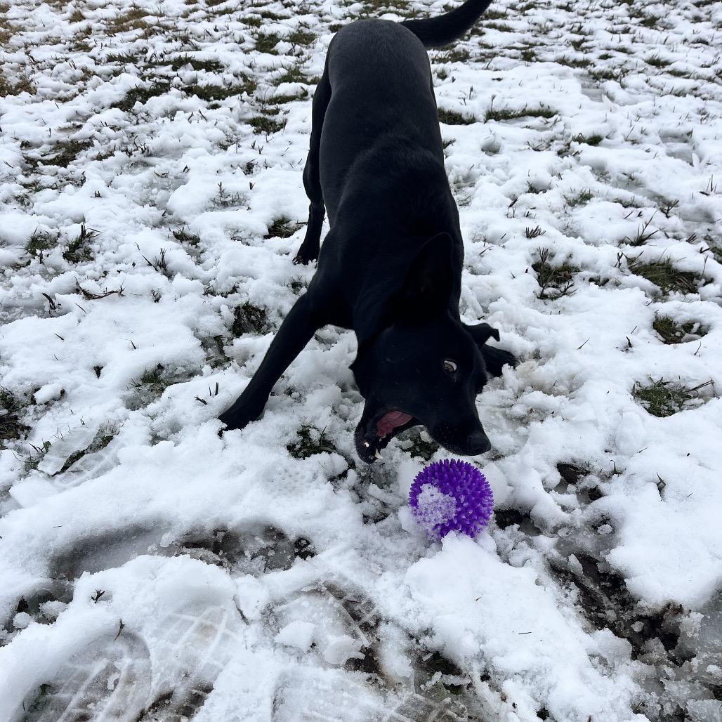 Enlarge Sherman, a Adoptable Mixed Breed in Spokane, WA image 5/6