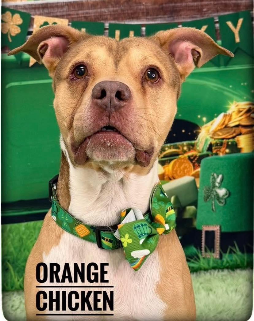 Orange Chicken, adoptable, Adult Male Mixed Breed.