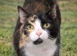 Enlarge Rommy aka Pooh, an adopted mixed breed in Portsmouth, OH image 1/1