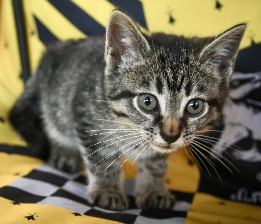 Sprout, a Adoptable Domestic Short Hair in Port Washington, WI image 2/5