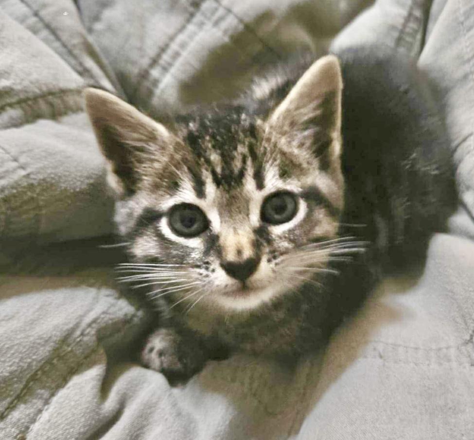 Sprout, a Adoptable Domestic Short Hair in Port Washington, WI image 3/5