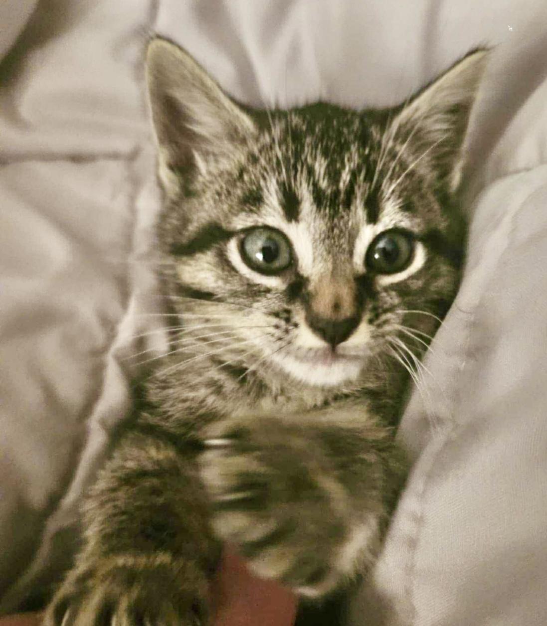 Sprout, a Adoptable Domestic Short Hair in Port Washington, WI image 4/5