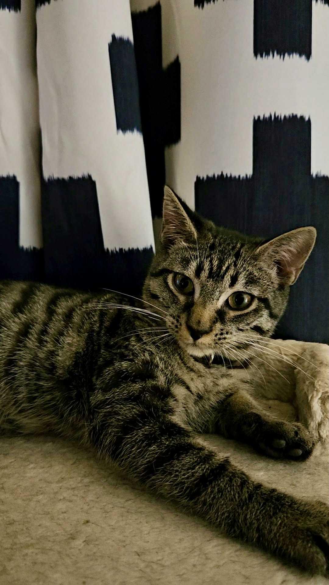 Sprout, Adoptable, Kitten Female Domestic Short Hair.