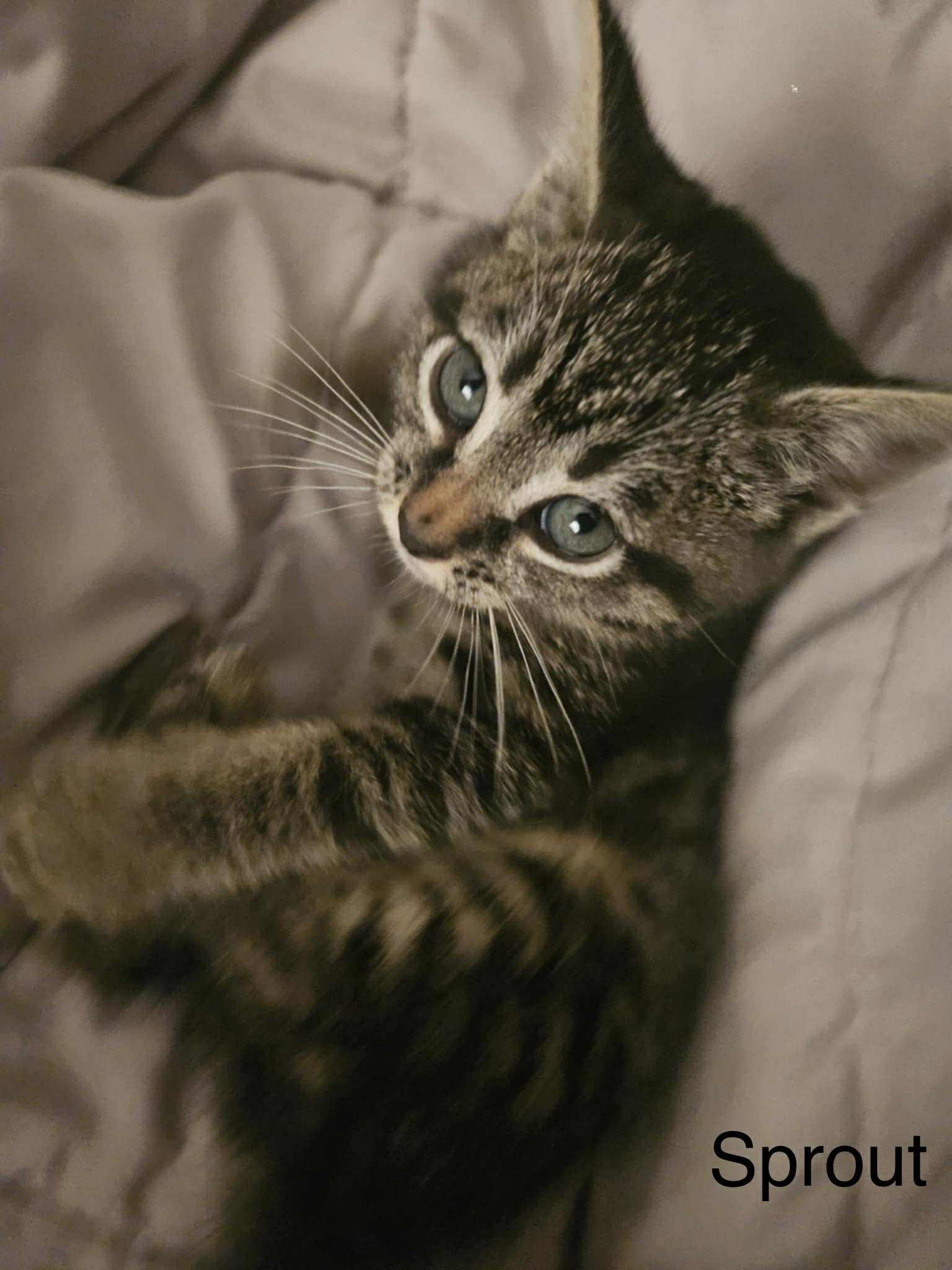 Sprout