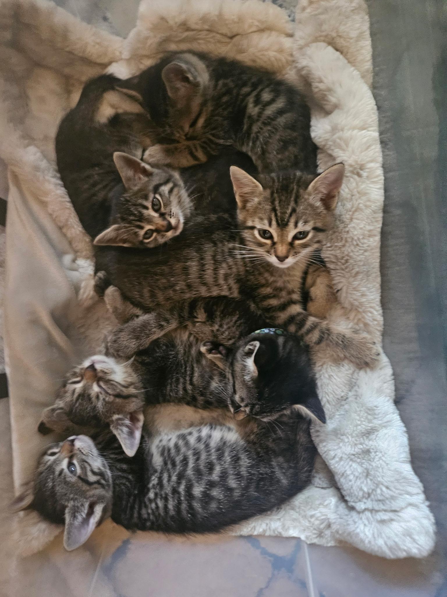 Sprout, a Adoptable Domestic Short Hair in Port Washington, WI image 5/5