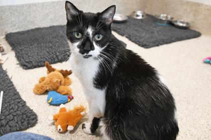 Lola, Adoptable, Senior Female Domestic Short Hair & Domestic Short Hair.