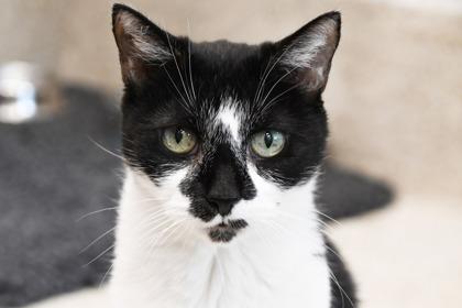 Enlarge Lola, a Adoptable mixed breed in Scotia, NY image 2/3