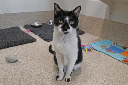 Enlarge Lola, a Adoptable mixed breed in Scotia, NY image 3/3