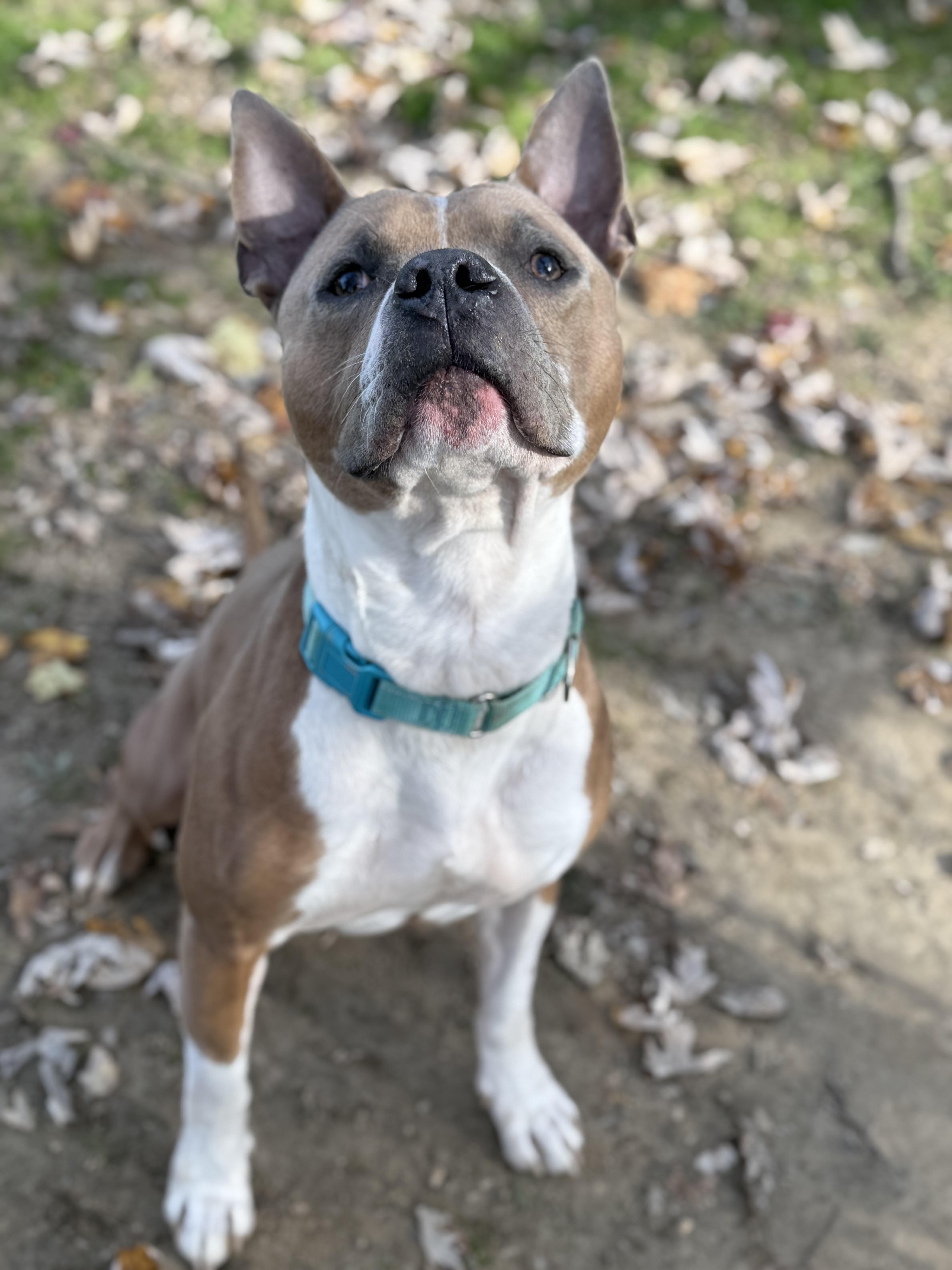 Enlarge Monchi, a Adoptable Pit Bull Terrier in Reisterstown, MD image 5/6