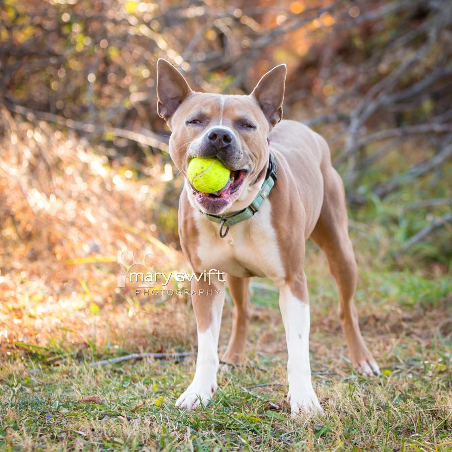 Enlarge Monchi, a Adoptable Pit Bull Terrier in Reisterstown, MD image 3/6