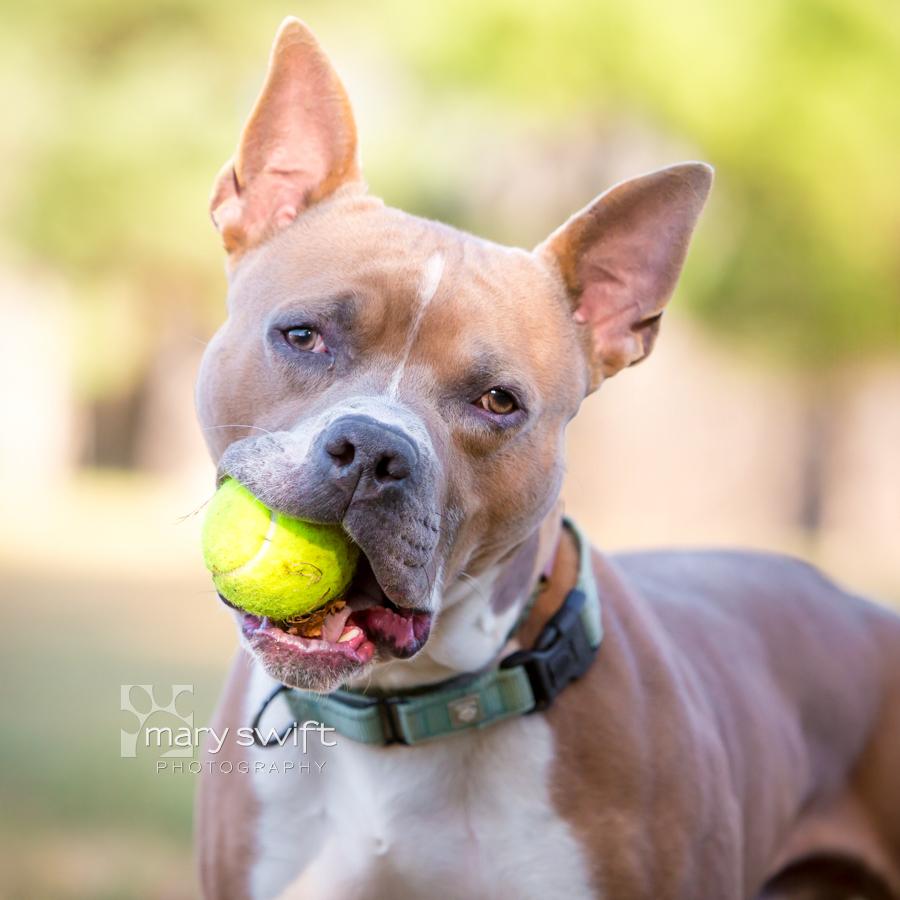 Enlarge Monchi, a Adoptable Pit Bull Terrier in Reisterstown, MD image 1/6