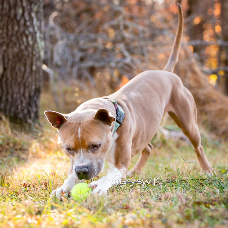 Enlarge Monchi, a Adoptable Pit Bull Terrier in Reisterstown, MD image 2/6