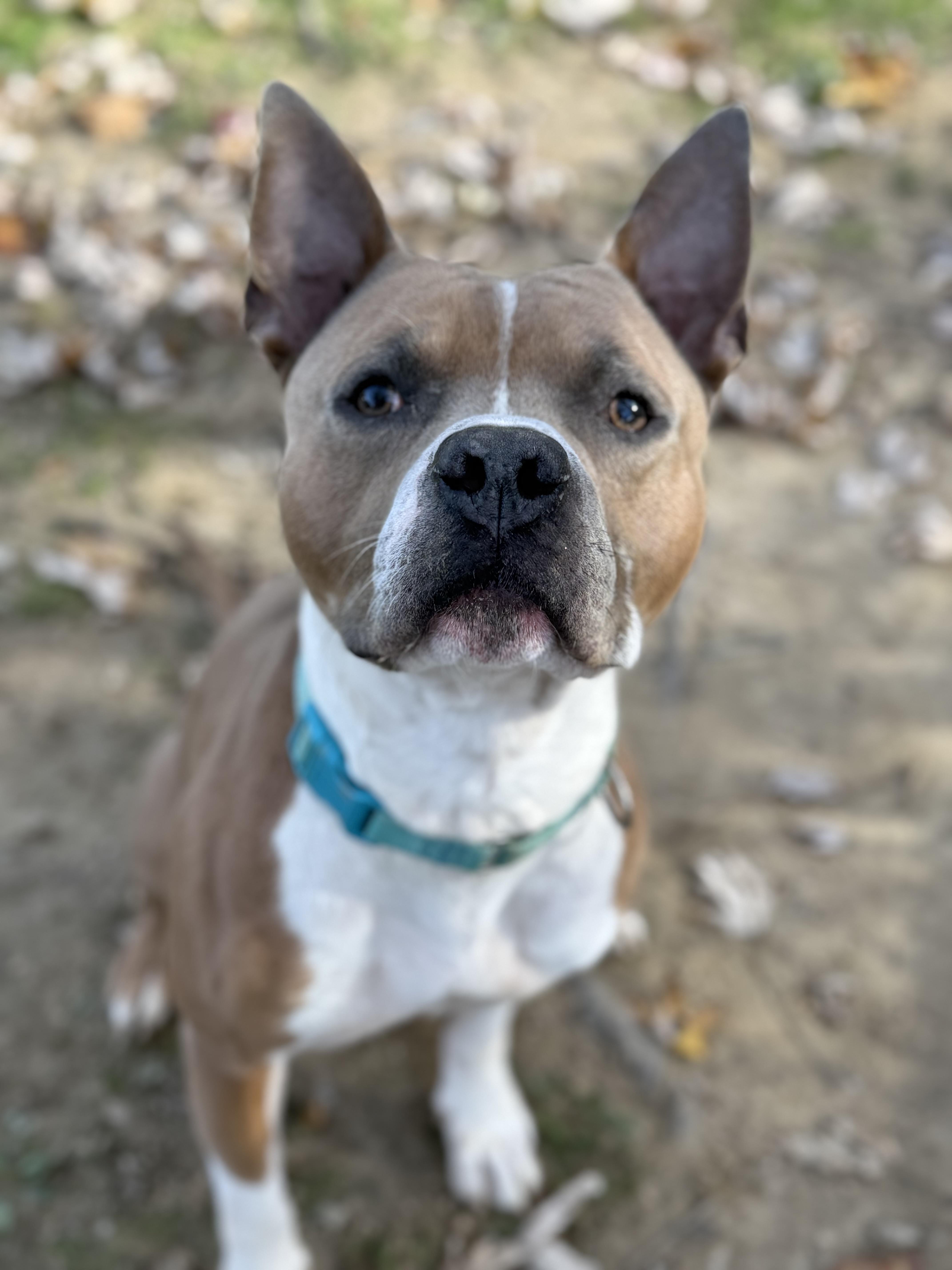 Enlarge Monchi, a Adoptable Pit Bull Terrier in Reisterstown, MD image 6/6