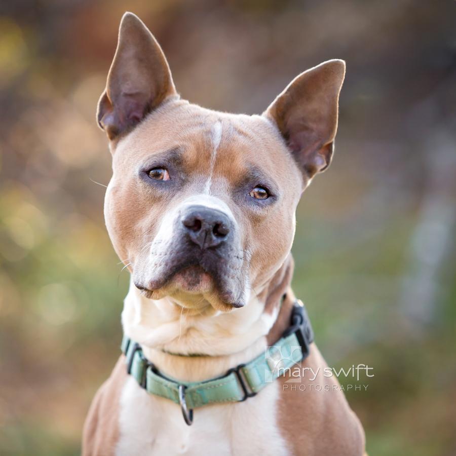 Enlarge Monchi, a Adoptable Pit Bull Terrier in Reisterstown, MD image 4/6