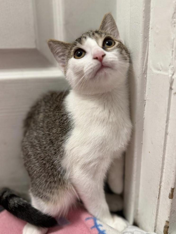 Eclair, Adopted, Kitten Female Domestic Short Hair.