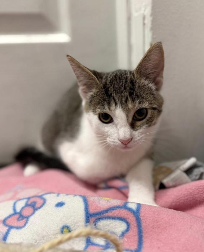 Enlarge Eclair, a Adopted Domestic Short Hair in Brooklyn, NY image 3/3
