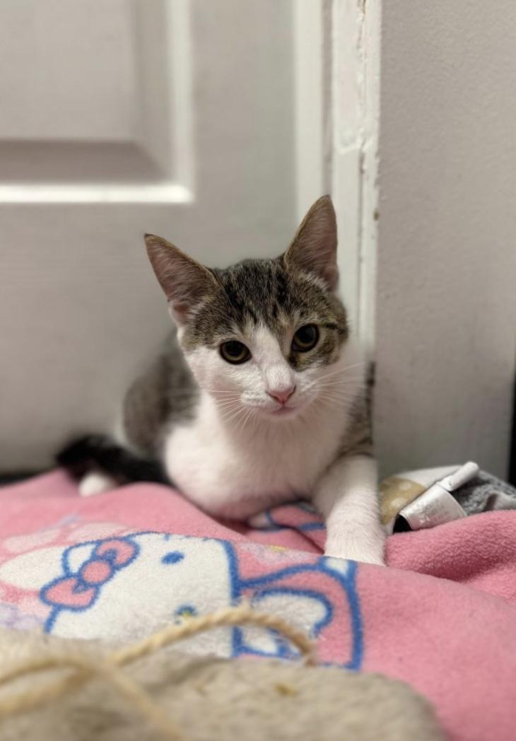 Enlarge Eclair, a Adopted Domestic Short Hair in Brooklyn, NY image 2/3