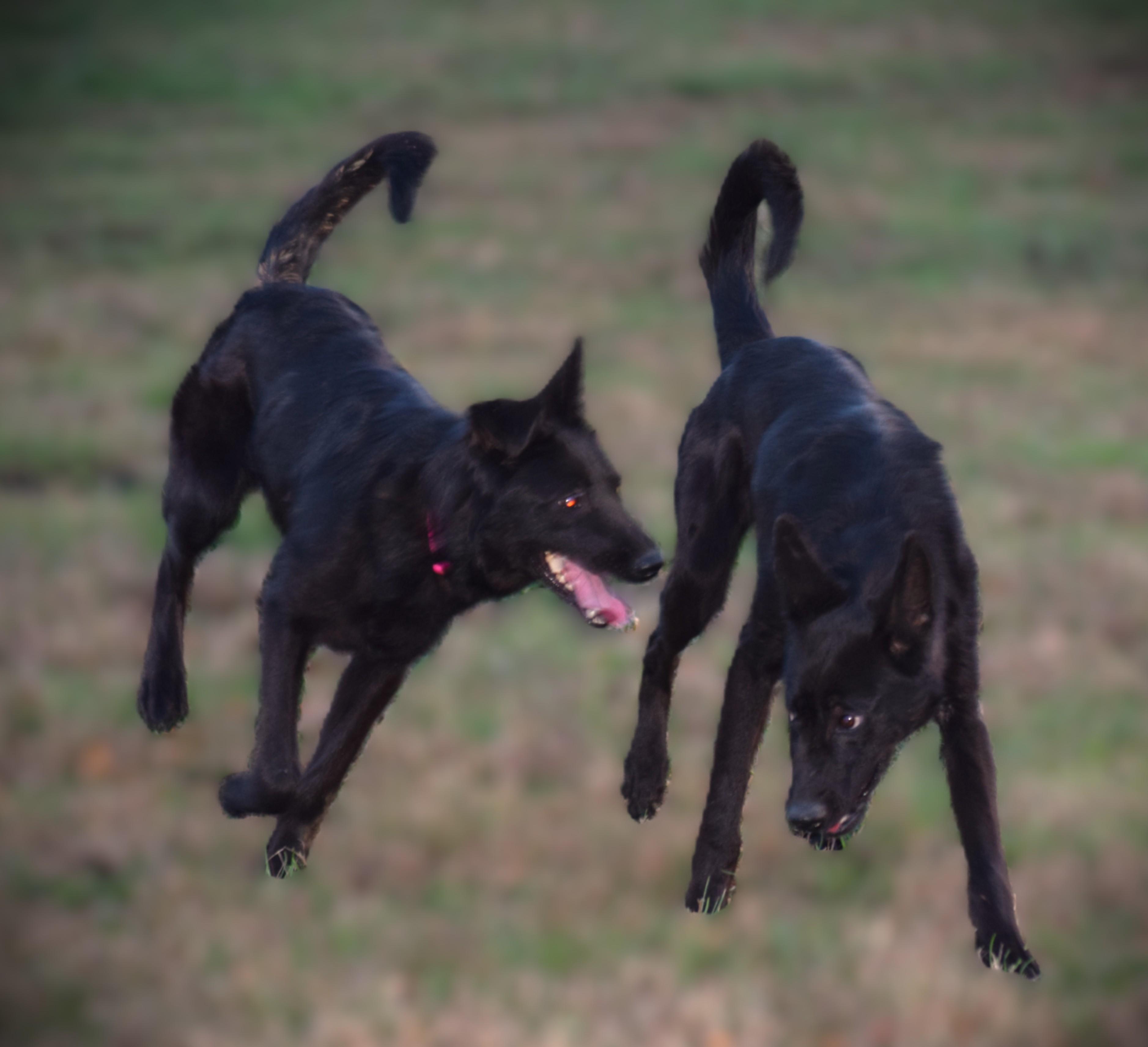 Enlarge Jett-LoveBug!!!!, a ADOPTABLE German Shepherd Dog in Rockport, IN image 2/6