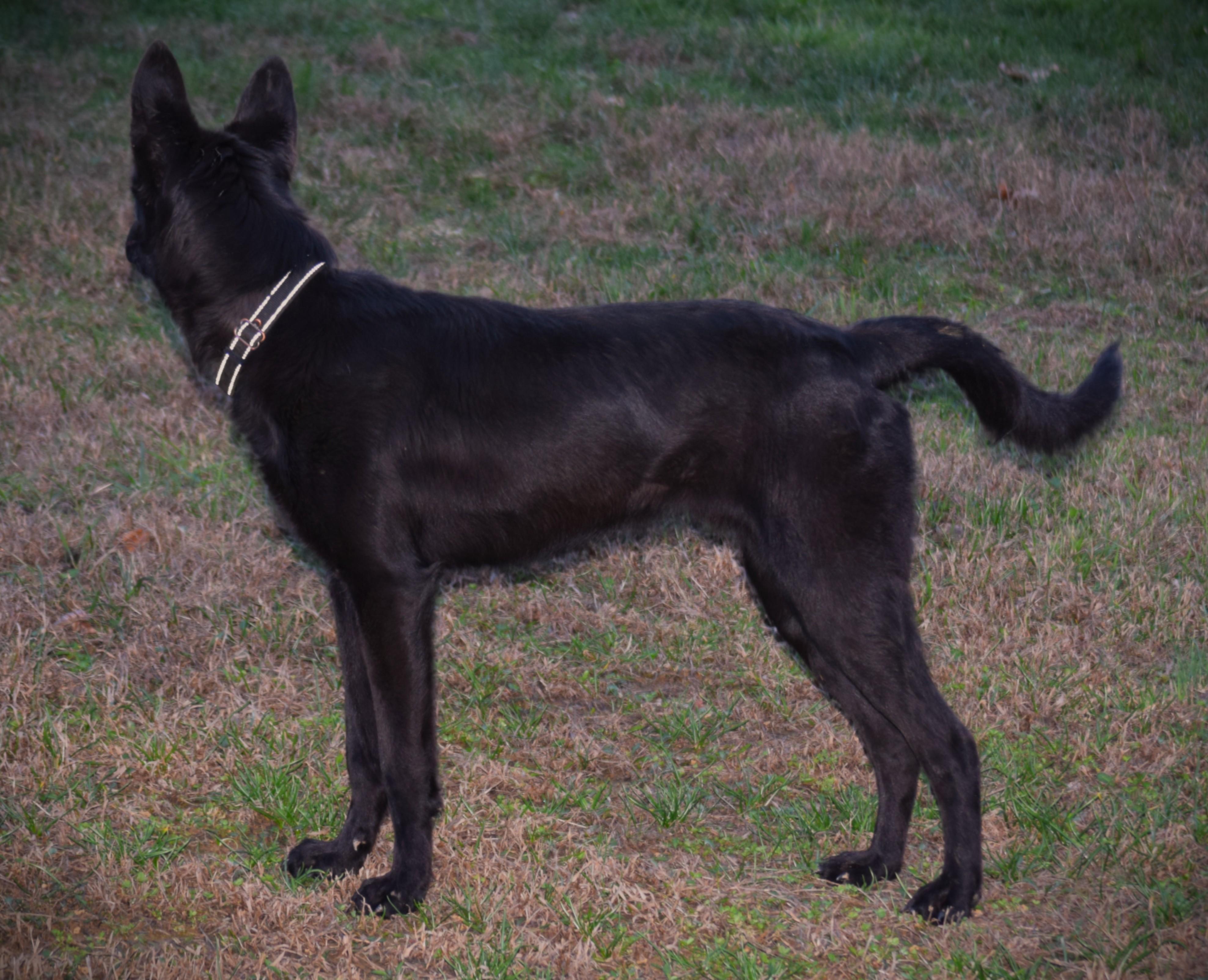 Enlarge Jett-LoveBug!!!!, a ADOPTABLE German Shepherd Dog in Rockport, IN image 5/6