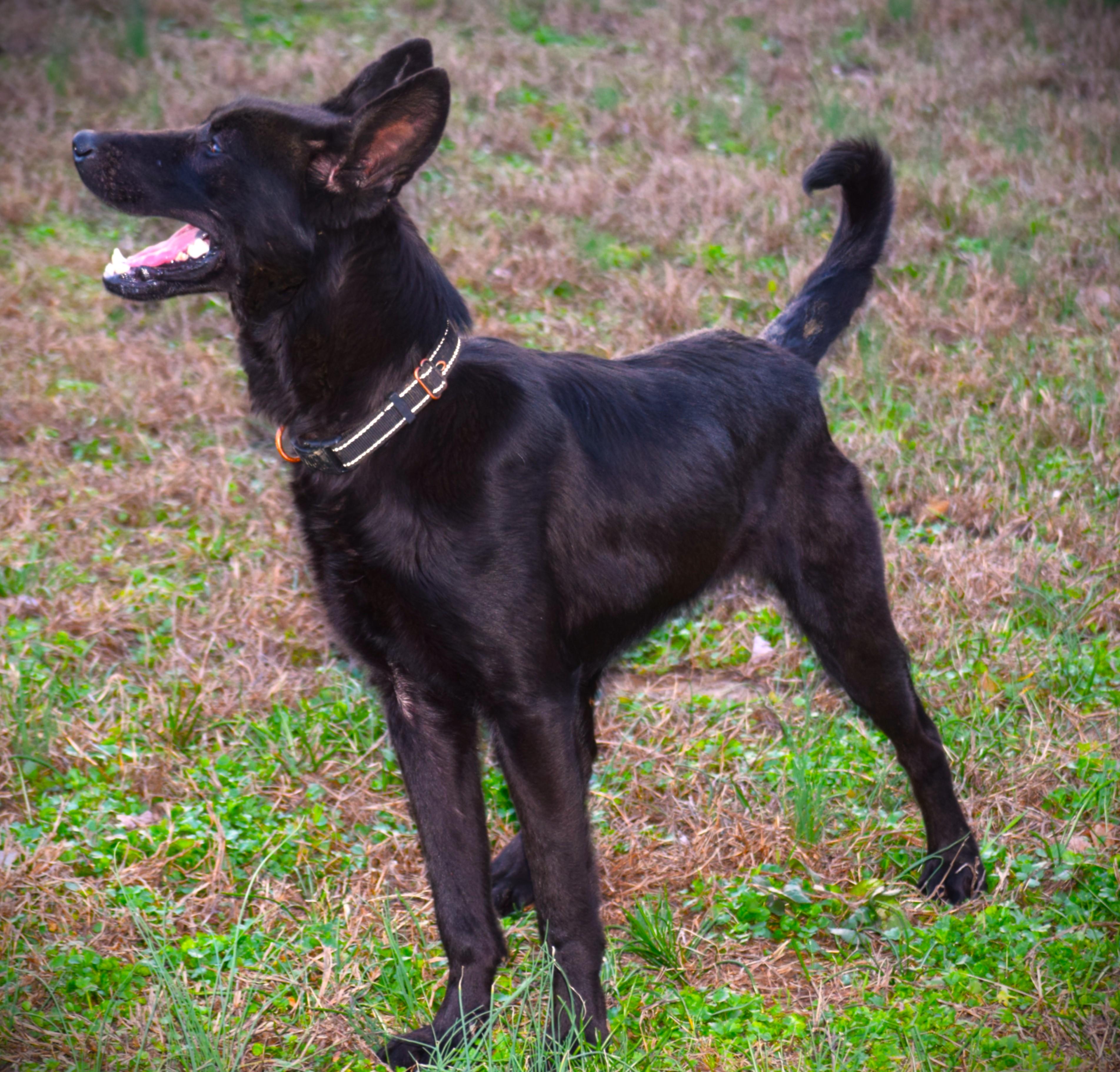 Enlarge Jett-LoveBug!!!!, a ADOPTABLE German Shepherd Dog in Rockport, IN image 6/6