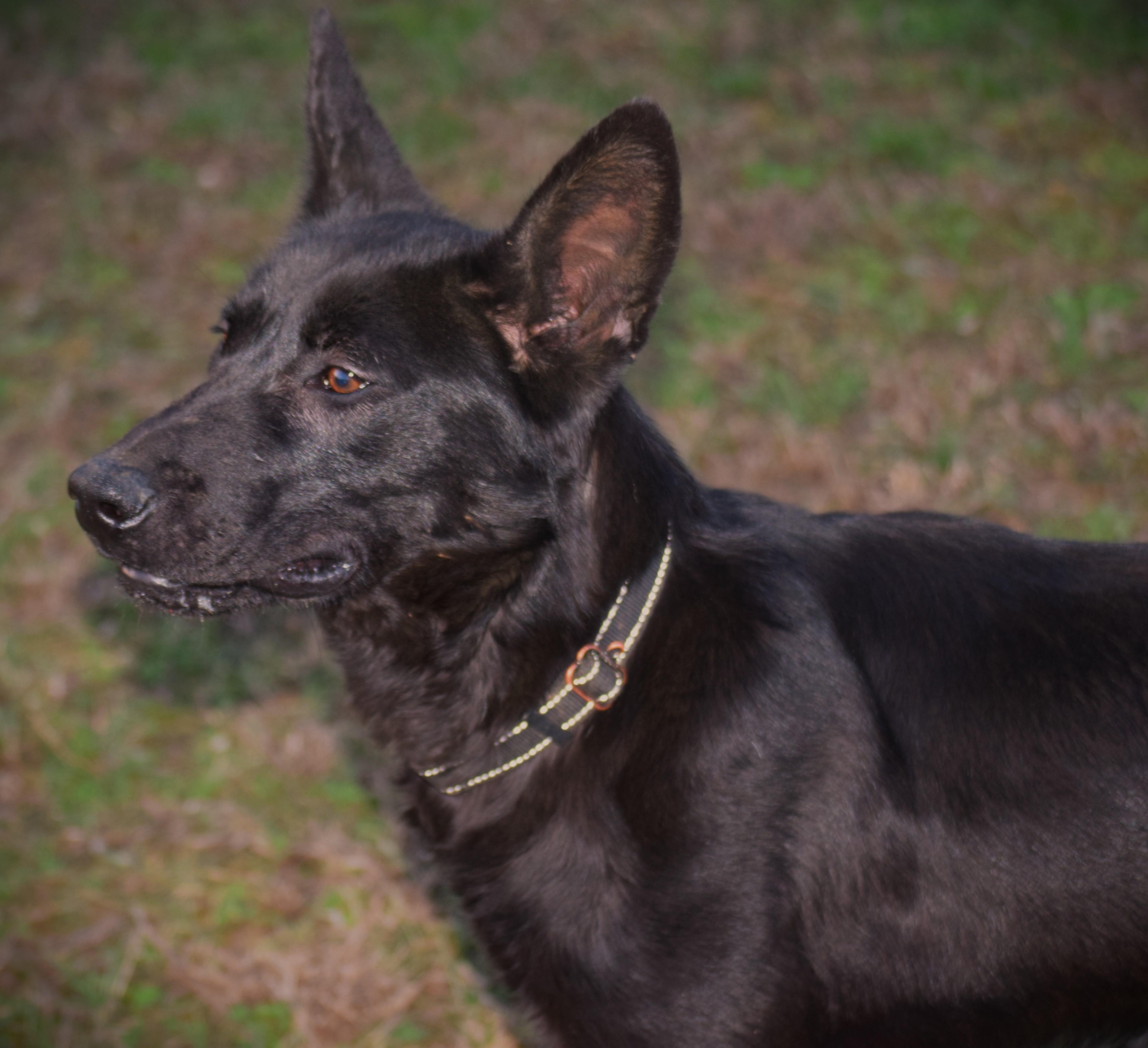 Enlarge Jett-LoveBug!!!!, a ADOPTABLE German Shepherd Dog in Rockport, IN image 4/6