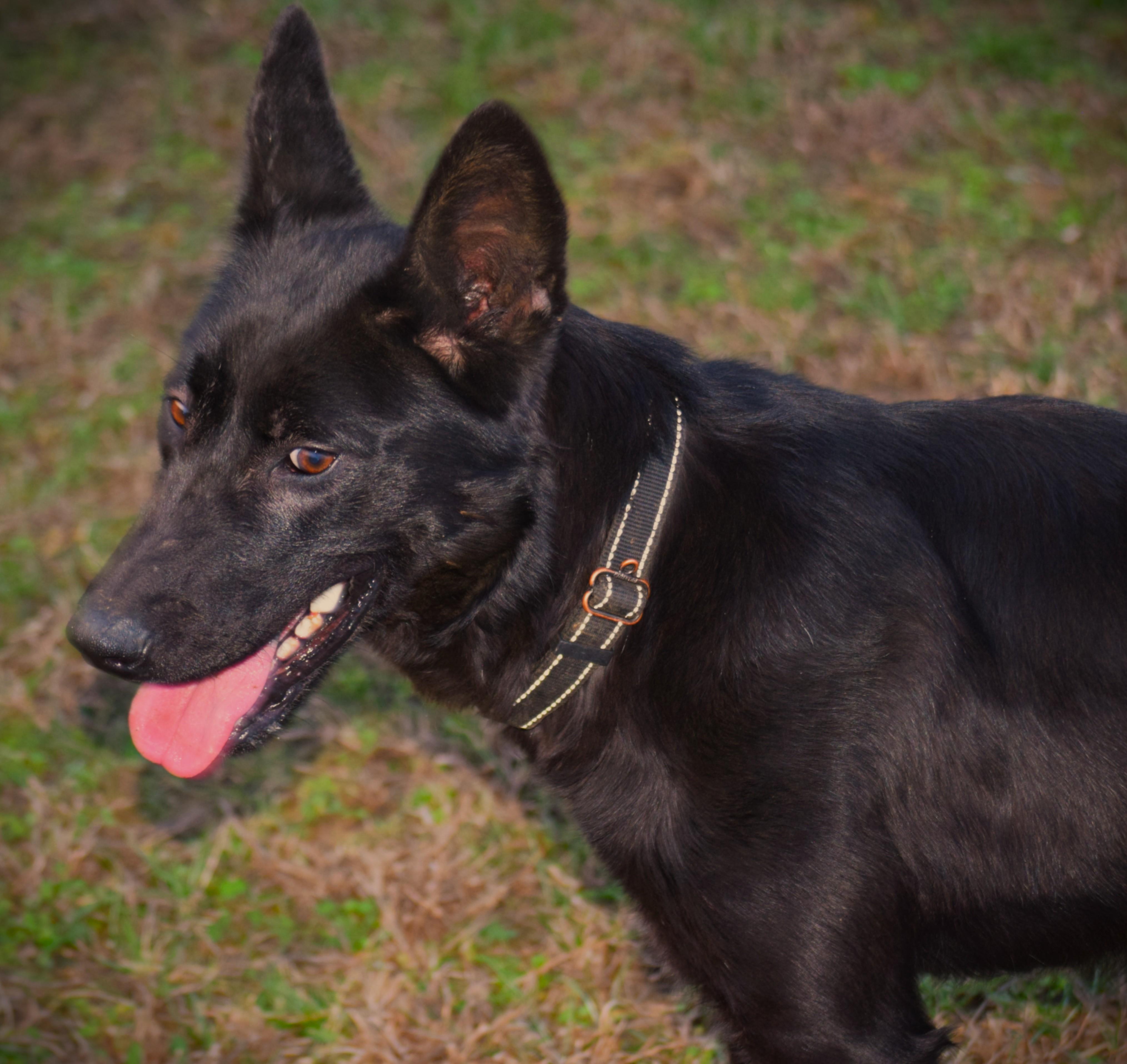 Enlarge Jett-LoveBug!!!!, a ADOPTABLE German Shepherd Dog in Rockport, IN image 3/6