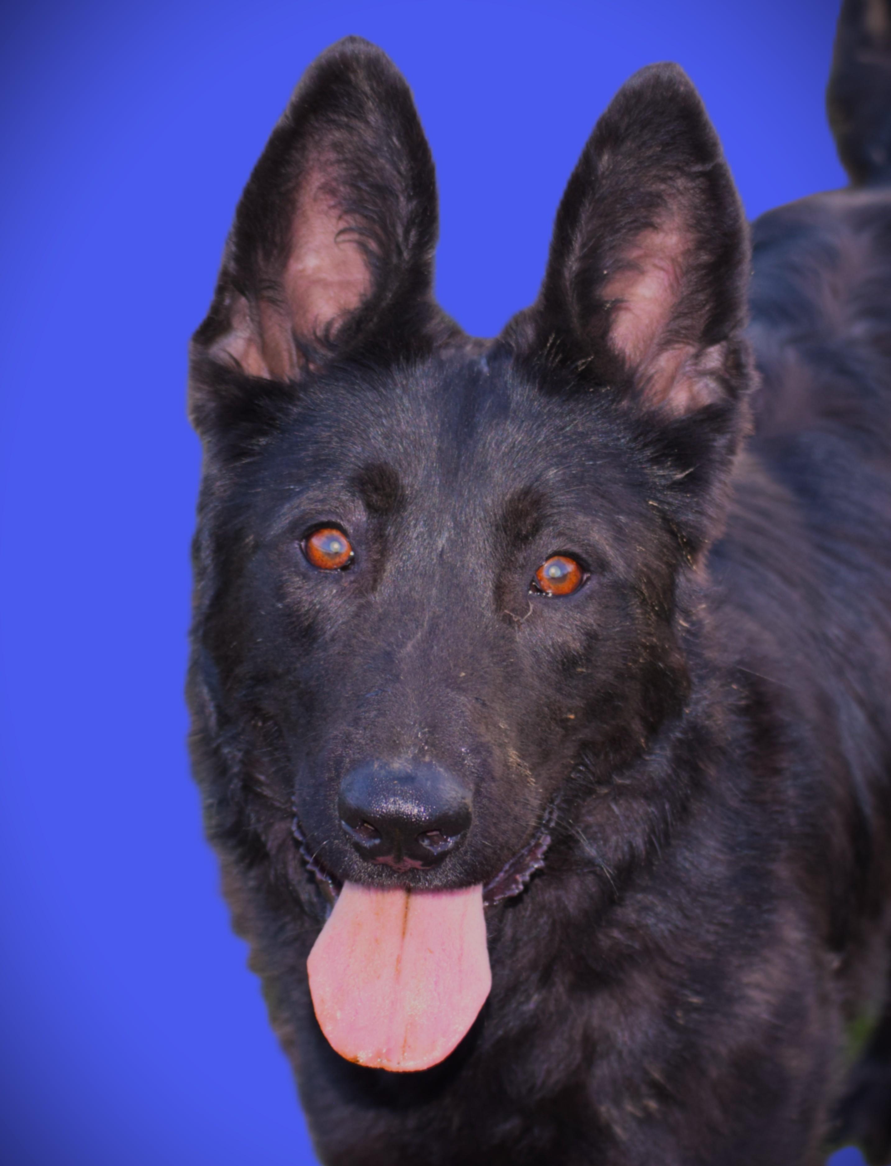 Enlarge Jett-LoveBug!!!!, a ADOPTABLE German Shepherd Dog in Rockport, IN image 1/6