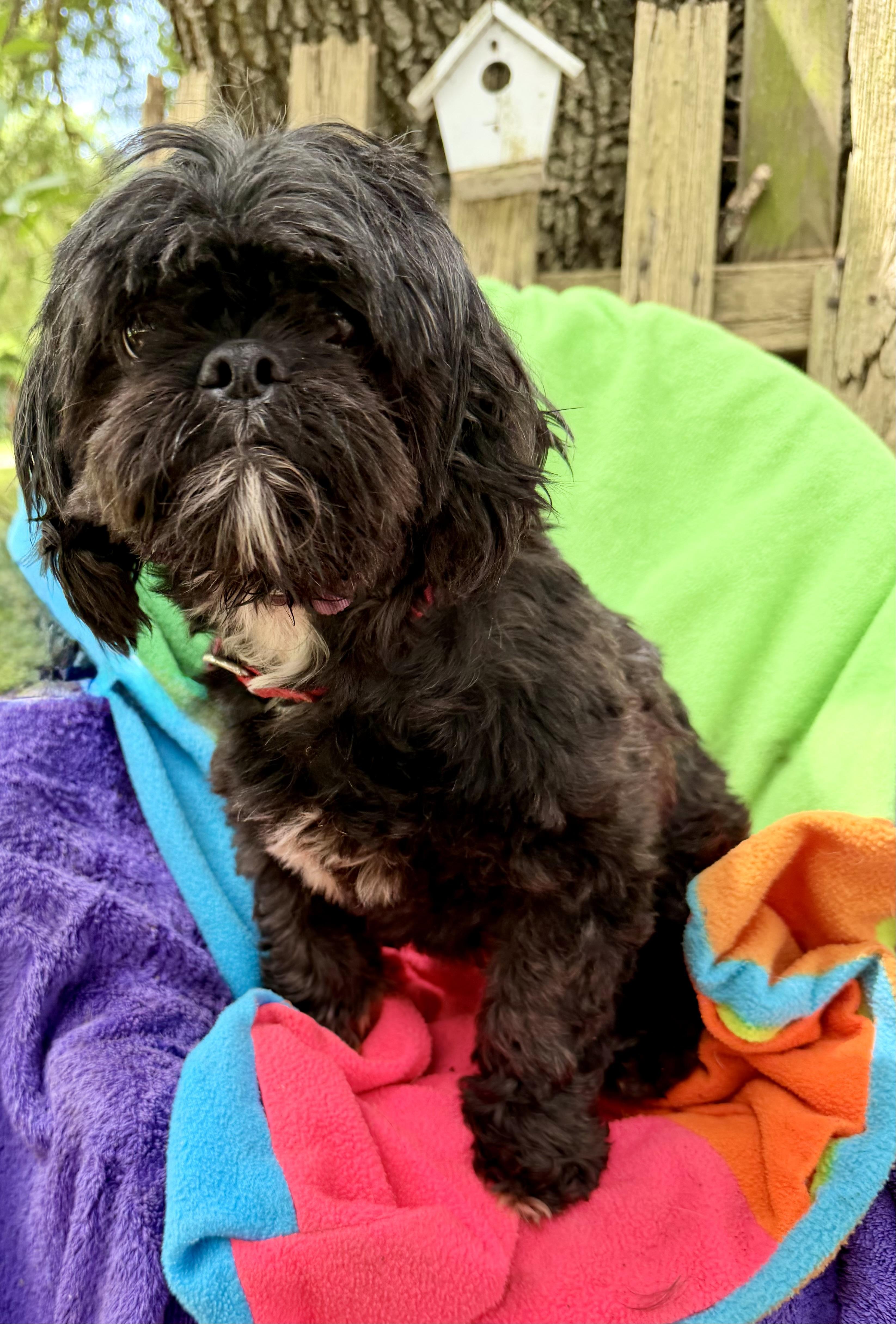 Enlarge Yoshimi BL14547-T LOCAL Adoption Event in Bellingham 7/25, an adopted mixed breed in Bellingham, WA image 6/6