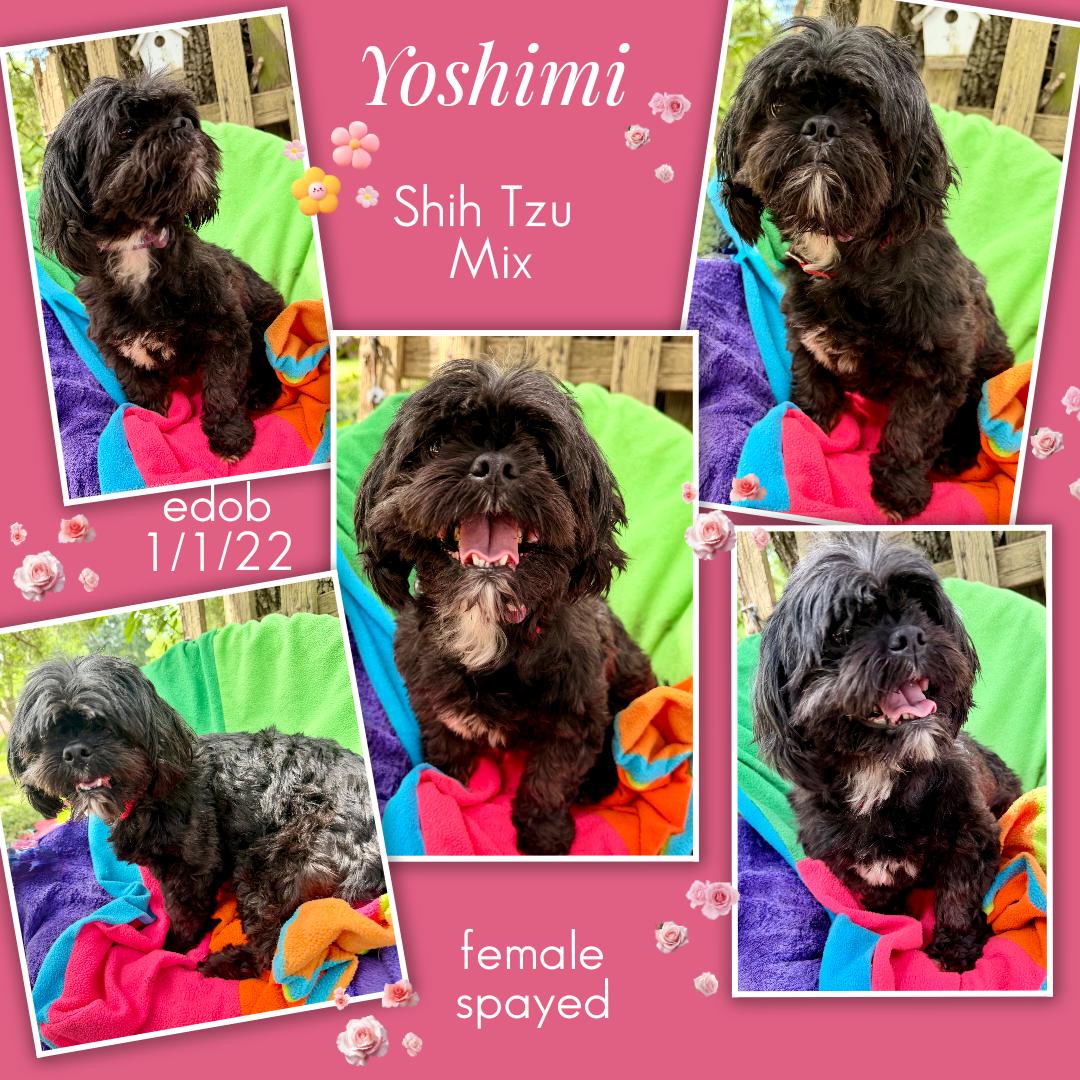 Enlarge Yoshimi BL14547-T LOCAL Adoption Event in Bellingham 7/25, an adopted mixed breed in Bellingham, WA image 4/6