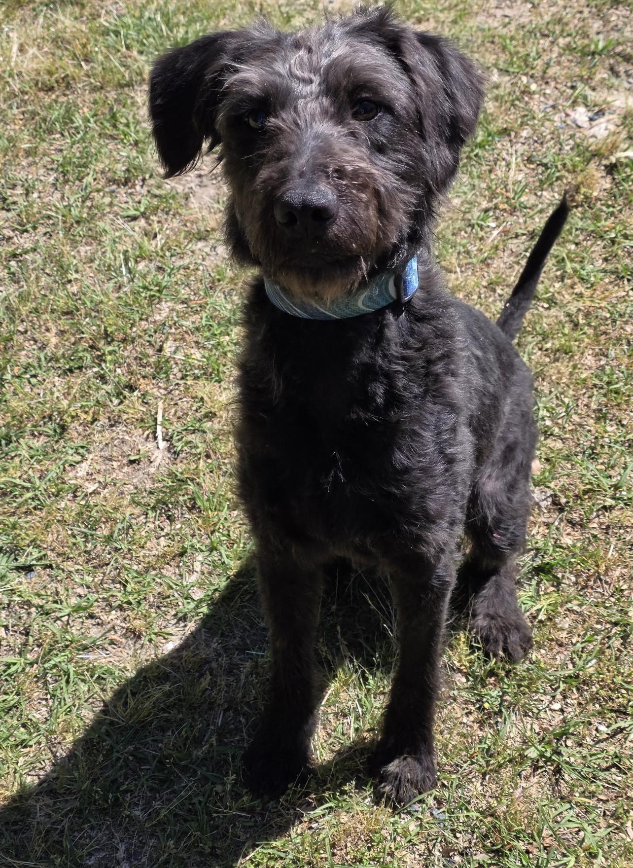 Enlarge Billy, a ADOPTABLE mixed breed in Carthage, NC image 2/3