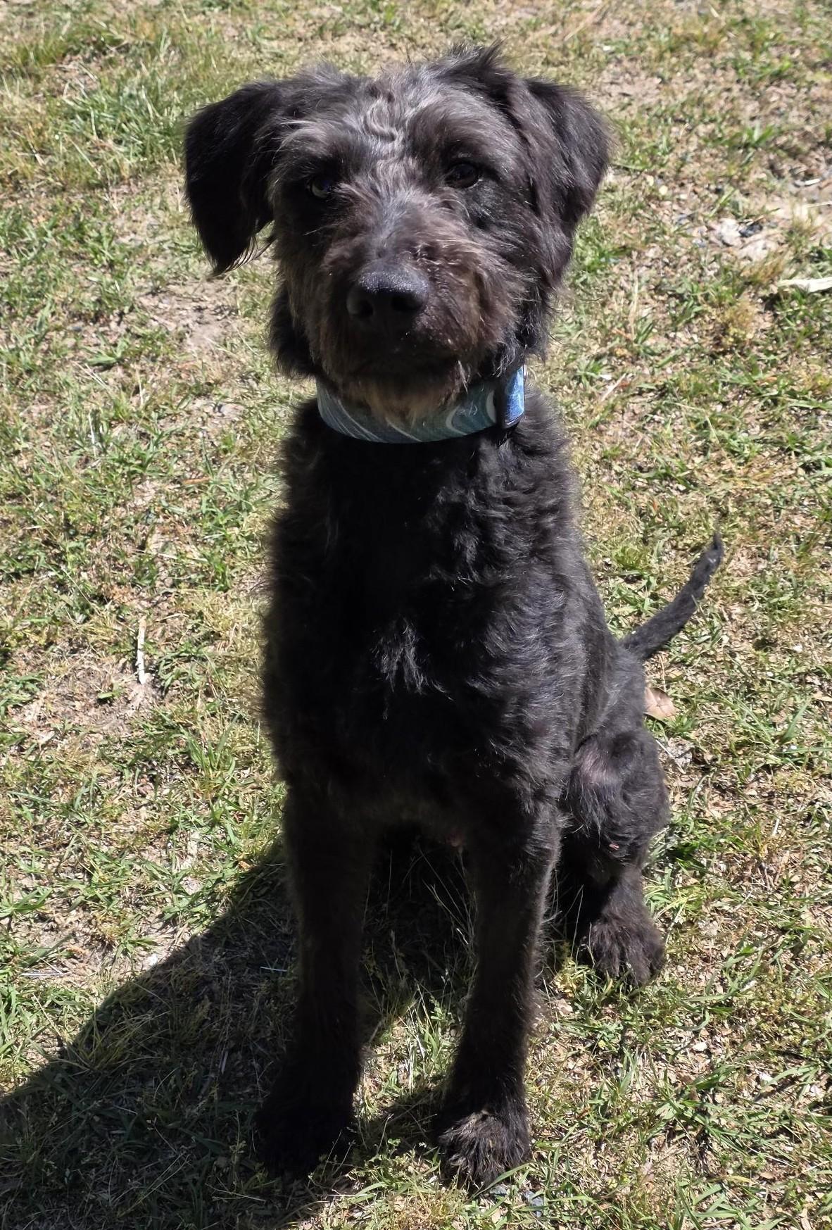 Enlarge Billy, a ADOPTABLE mixed breed in Carthage, NC image 1/3