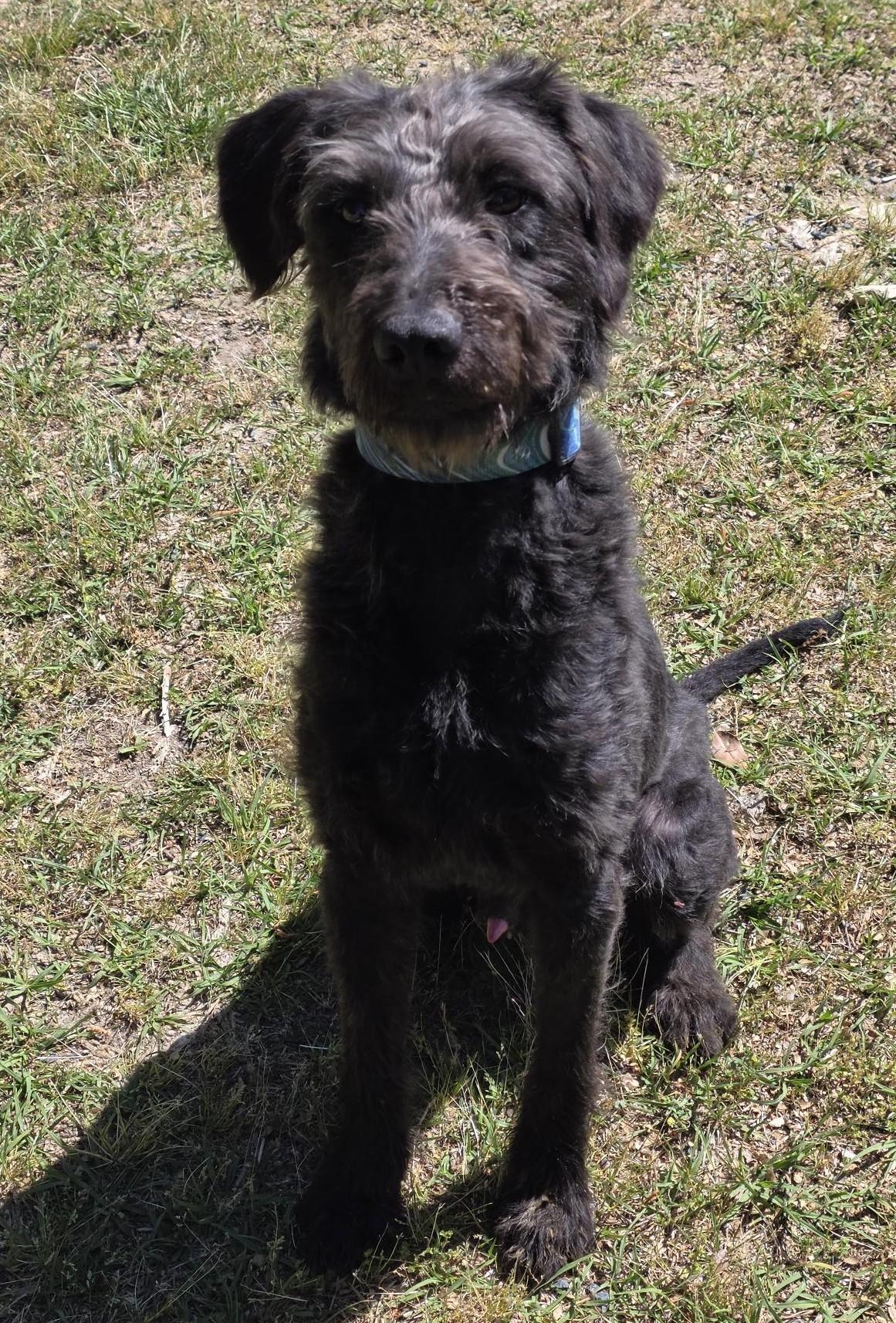 Enlarge Billy, a ADOPTABLE mixed breed in Carthage, NC image 3/3