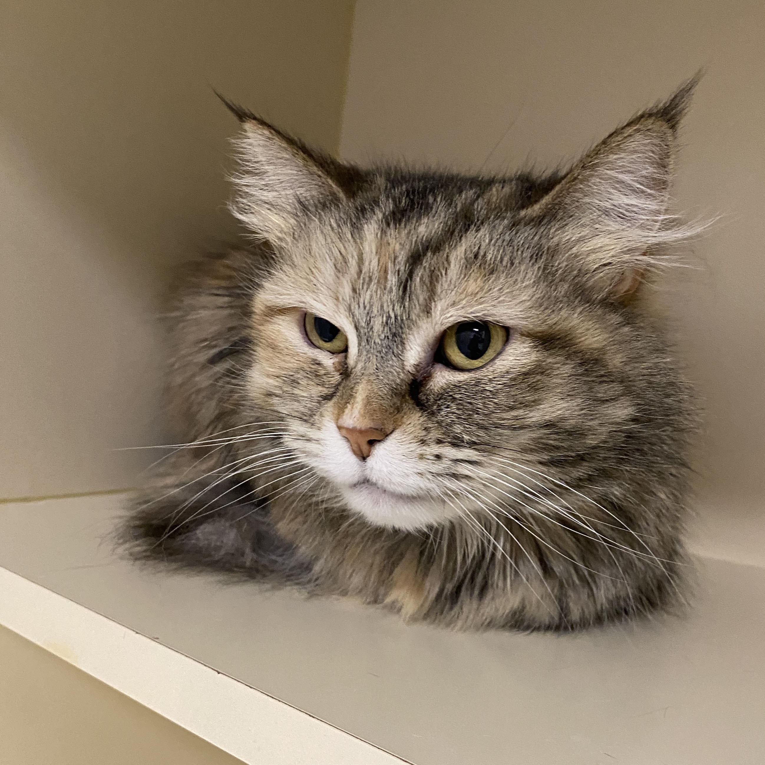 Enlarge Biscuit, an adoptable Domestic Long Hair in Elyria, OH image 4/5